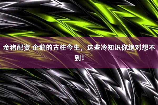 金猪配资 企鹅的古往今生，这些冷知识你绝对想不到！